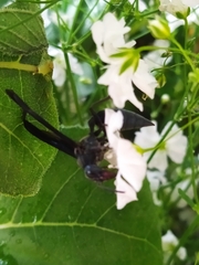 Vespidae