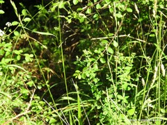 Hypericum tetrapterum