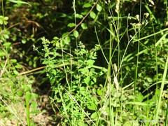 Hypericum tetrapterum