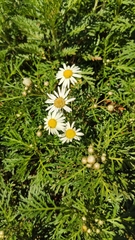 Argyranthemum callichrysum
