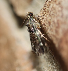 Orthaga atribasalis
