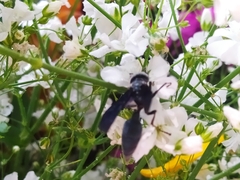Vespidae