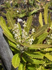 Cenarrhenes nitida