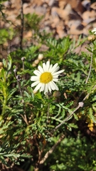 Argyranthemum callichrysum