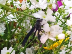 Vespidae