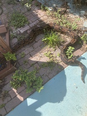 Boa constrictor