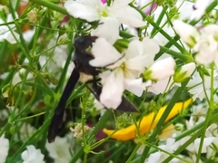 Vespidae