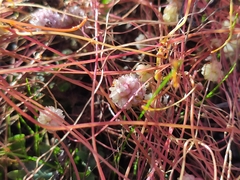 Cuscuta planiflora