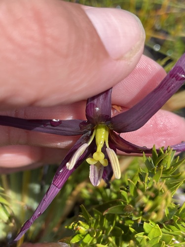 Image of Isophysis tasmanica by (c) Matt Berger, some rights reserved (CC BY)