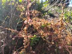 Cuscuta planiflora