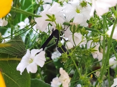 Vespidae