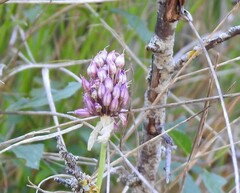 Allium sphaerocephalon