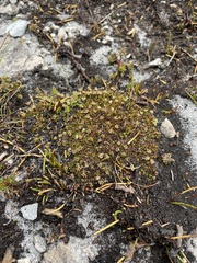 Actinotus moorei