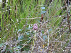 Allium sphaerocephalon