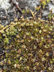 Actinotus moorei