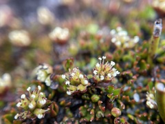 Actinotus moorei