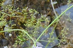 Galium divaricatum