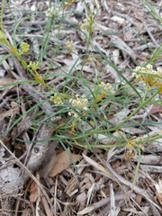 Asclepias linearis