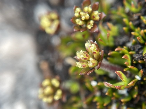 Image of Actinotus moorei by (c) Matt Berger, some rights reserved (CC BY)