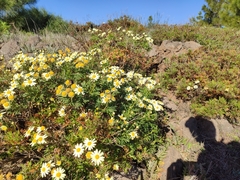 Argyranthemum callichrysum