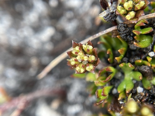 Image of Actinotus moorei by (c) Matt Berger, some rights reserved (CC BY)