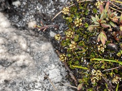 Actinotus moorei