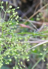 Galium divaricatum
