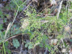 Galium divaricatum