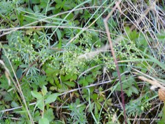 Galium divaricatum