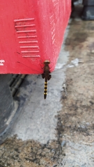 Anisoptera