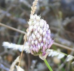 Allium sphaerocephalon