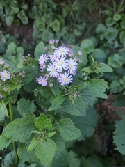 Pericallis steetzii
