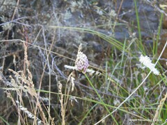 Allium sphaerocephalon