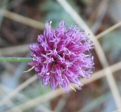 Allium sphaerocephalon