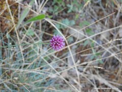 Allium sphaerocephalon