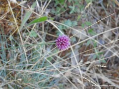 Allium sphaerocephalon