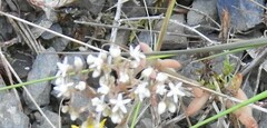 Sedum album