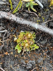 Schizacme montana