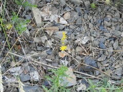 Sedum album