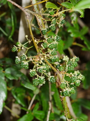 Rubus schmidelioides schmidelioides