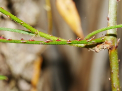 Rubus schmidelioides schmidelioides