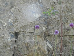 Allium sphaerocephalon