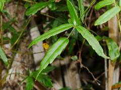 Rubus schmidelioides schmidelioides