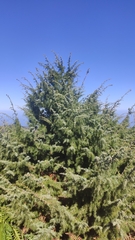 Juniperus cedrus
