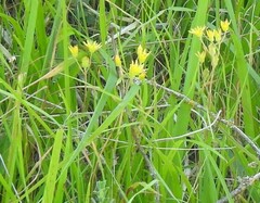 Petrosedum amplexicaule