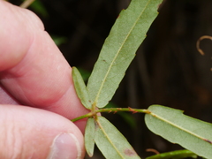Rubus schmidelioides schmidelioides