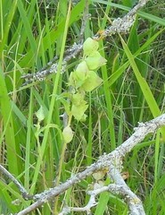 Rhinanthus minor