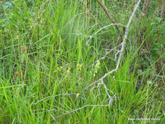 Petrosedum amplexicaule