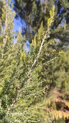 Erica platycodon
