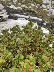 Eucalyptus vernicosa